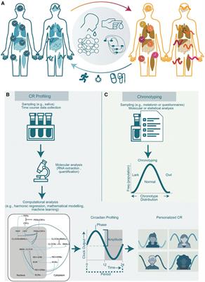 TimeTeller for timing health: The potential of circadian medicine to improve performance, prevent disease and optimize treatment